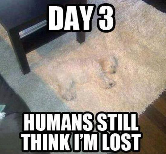 Funny Animal Memes - still think im lost