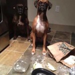 Funny Animal Memes - thank god youre home