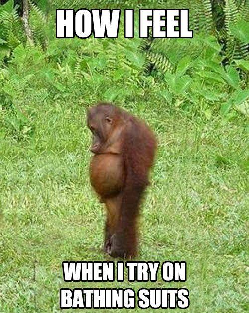 Funny Animal Memes - when i try on