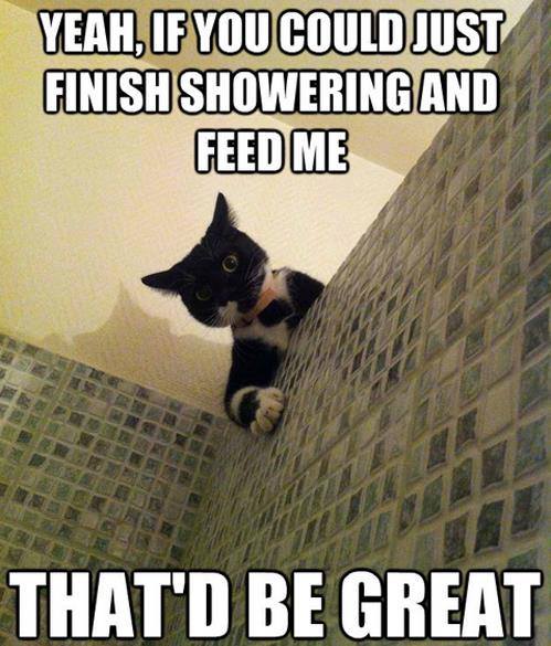 Funny Animal Memes - yeah if you could