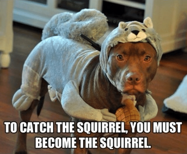 Funny Animal Memes - you must become