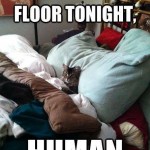 Funny Animal Memes - you sleep on floor