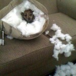 Funny Animals Memes - i was cold