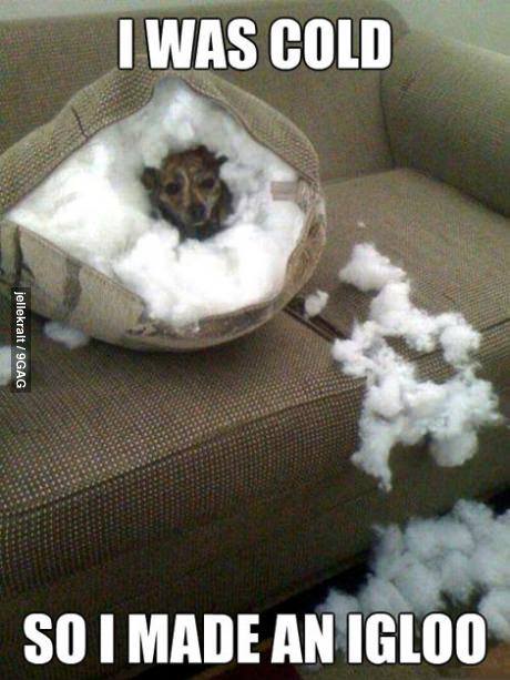 Funny Animals Memes - i was cold