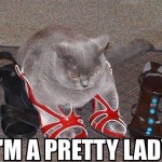 Funny Animals Memes - im a pretty lady