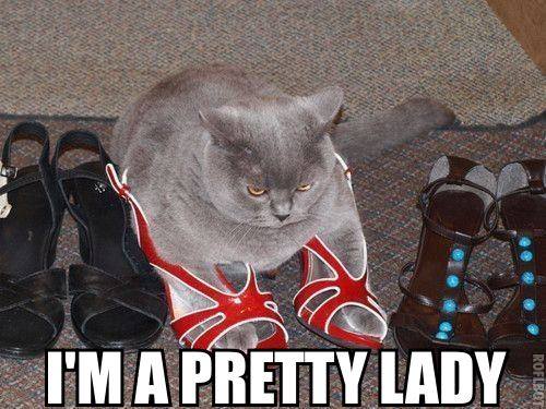 Funny Animals Memes - im a pretty lady