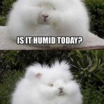 Funny Animals Memes - is it humid today