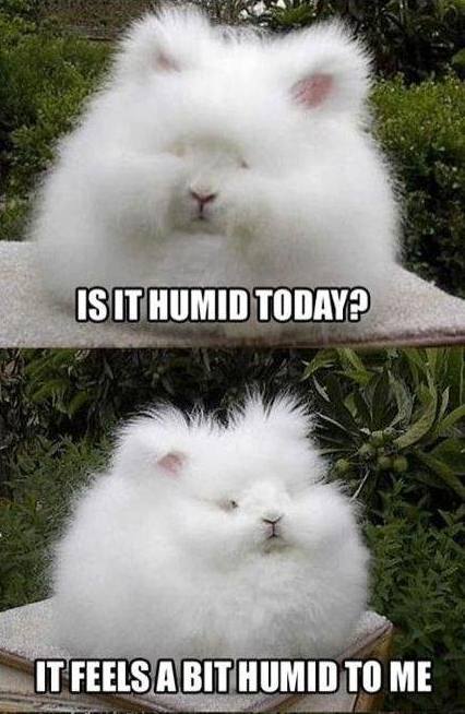 Funny Animals Memes - is it humid today