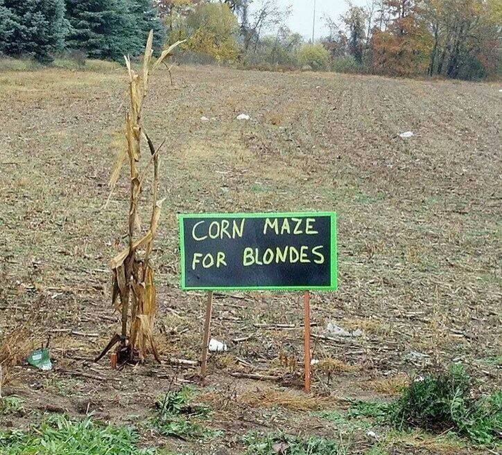 Funny Memes - corn maze for blondes