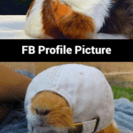 Animal Memes - fb profile pic