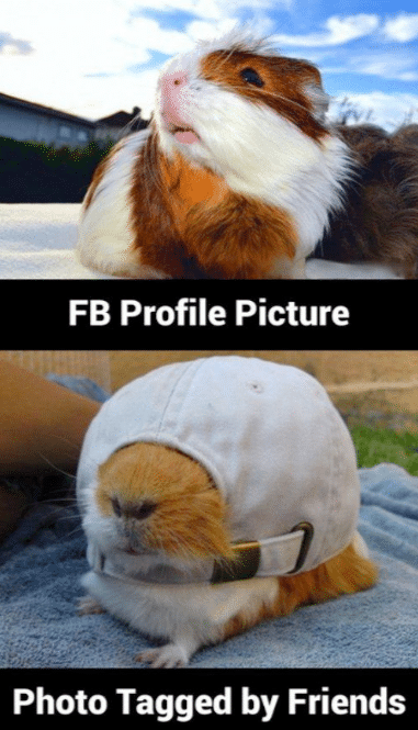 Animal Memes - fb profile pic