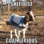 Animal Memes - goat serious