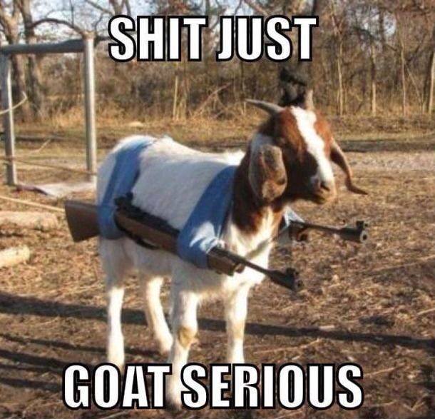 Animal Memes - goat serious