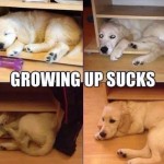 Animal Memes - growing up sucks