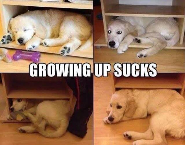Animal Memes - growing up sucks
