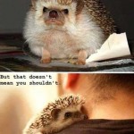 Animal Memes - hug a hedgehog