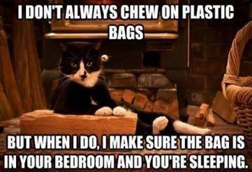 Animal Memes - i dont always chew
