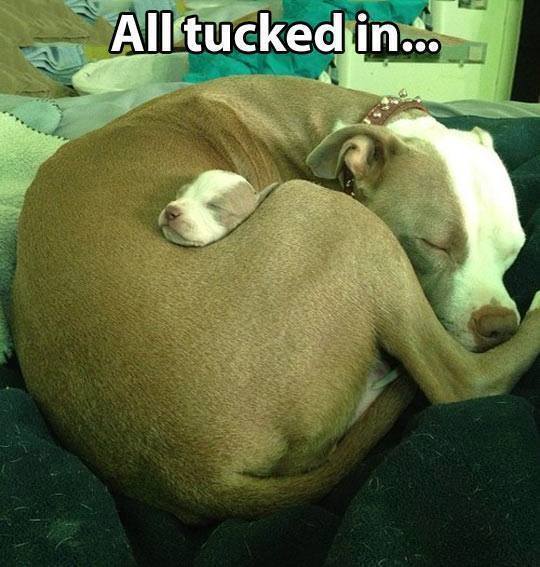Animal Memes: all tucked in