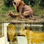 Animal Memes: before and after