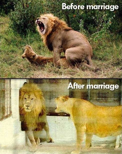 Animal Memes: before and after