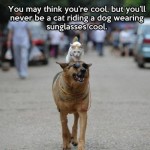 Animal Memes: cat riding a dog