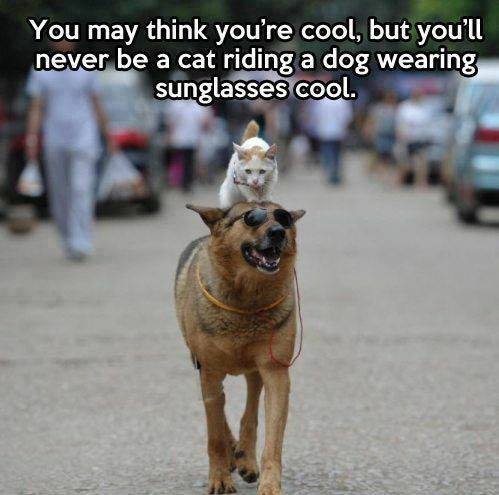 Animal Memes: cat riding a dog