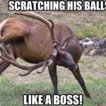 Funny Animal Memes - like a boss