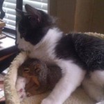 Funny Animal Memes - little squirrel