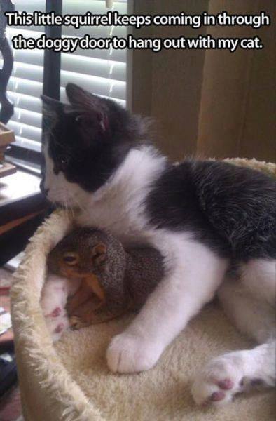 Funny Animal Memes - little squirrel
