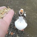 Funny Animal Memes - never seen
