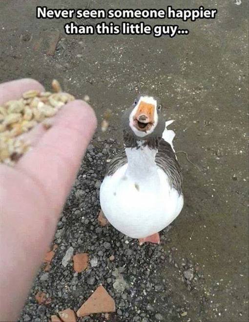 Funny Animal Memes - never seen