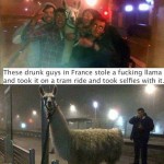 Funny Animal Memes - selfies with a llama