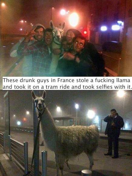 Funny Animal Memes - selfies with a llama