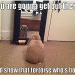 Funny Animal Memes - show that tortoise