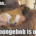 Funny Animal Memes - spongebob is on