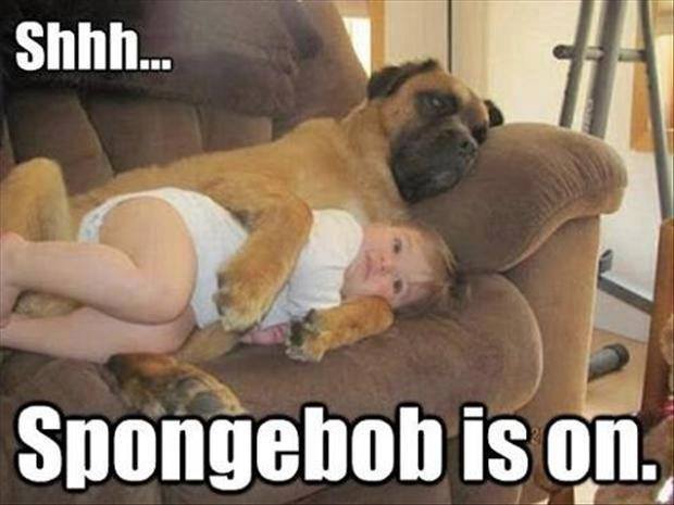 Funny Animal Memes - spongebob is on