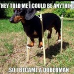 Funny Animal Memes - they told me
