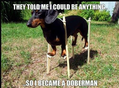Funny Animal Memes - they told me