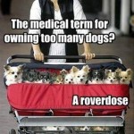 Funny Animal Memes - too many dogs