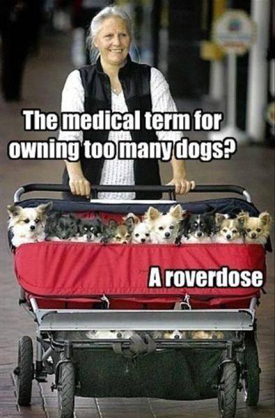 Funny Animal Memes - too many dogs
