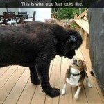 Funny Animal Memes - true fear