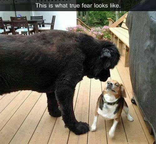 Funny Animal Memes - true fear