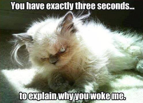 Funny Animal Memes - why did you wake me