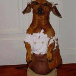 Funny Animals Memes - im off to walmart