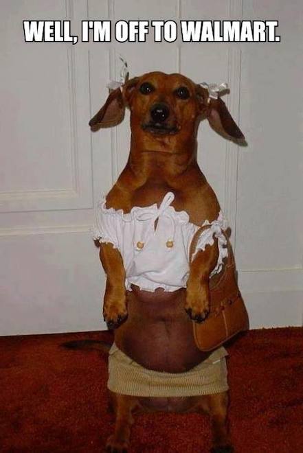 Funny Animals Memes - im off to walmart