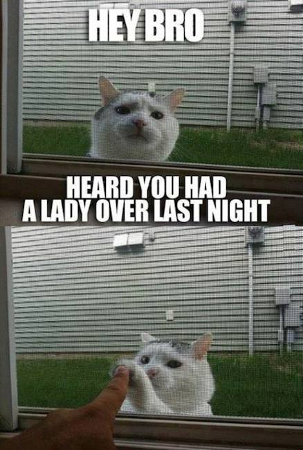 Funny Memes - hey bro