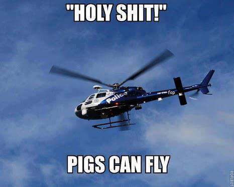 Funny Memes - pigs can fly