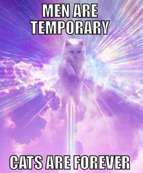 Funny Memes: cats are forever