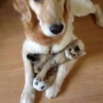 Animal Memes - he said i could have it