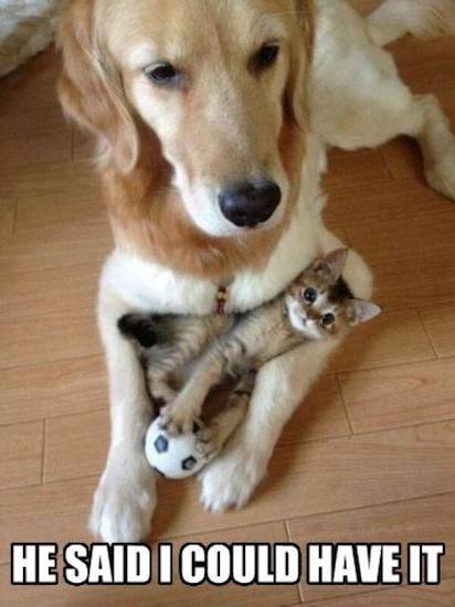 Animal Memes - he said i could have it